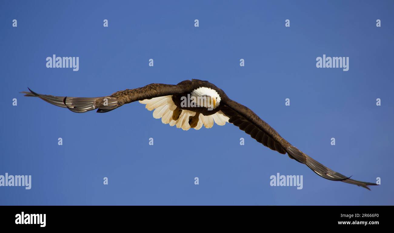 A Bald Eagle Flying, Showing Its Huge Wing Span Stock Photo - Alamy