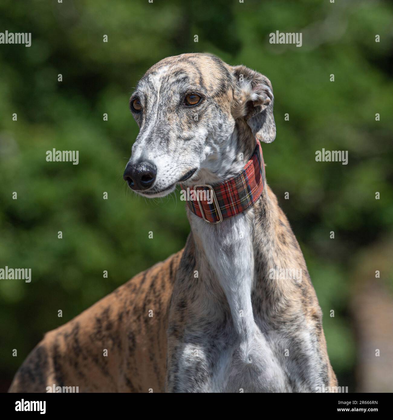 Spanish Galgo rescue dog Stock Photo - Alamy