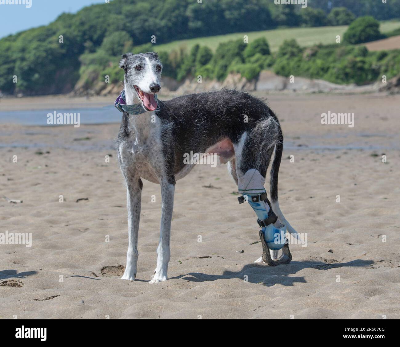 Spanish Galgo dog with prosthetic leg Stock Photo