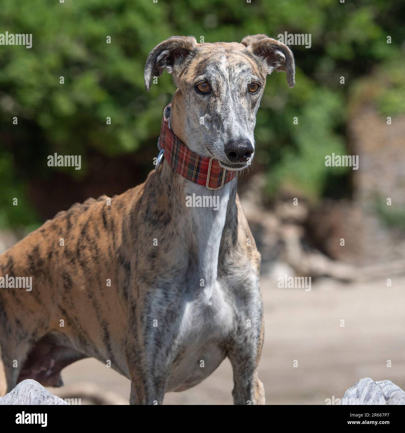 Spanish galgo Stock Photo