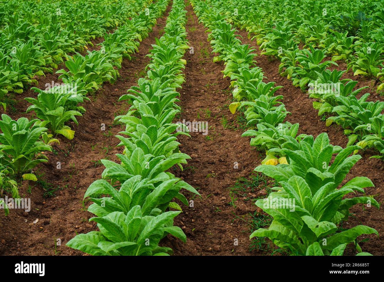 Tobacco family hi-res stock photography and images