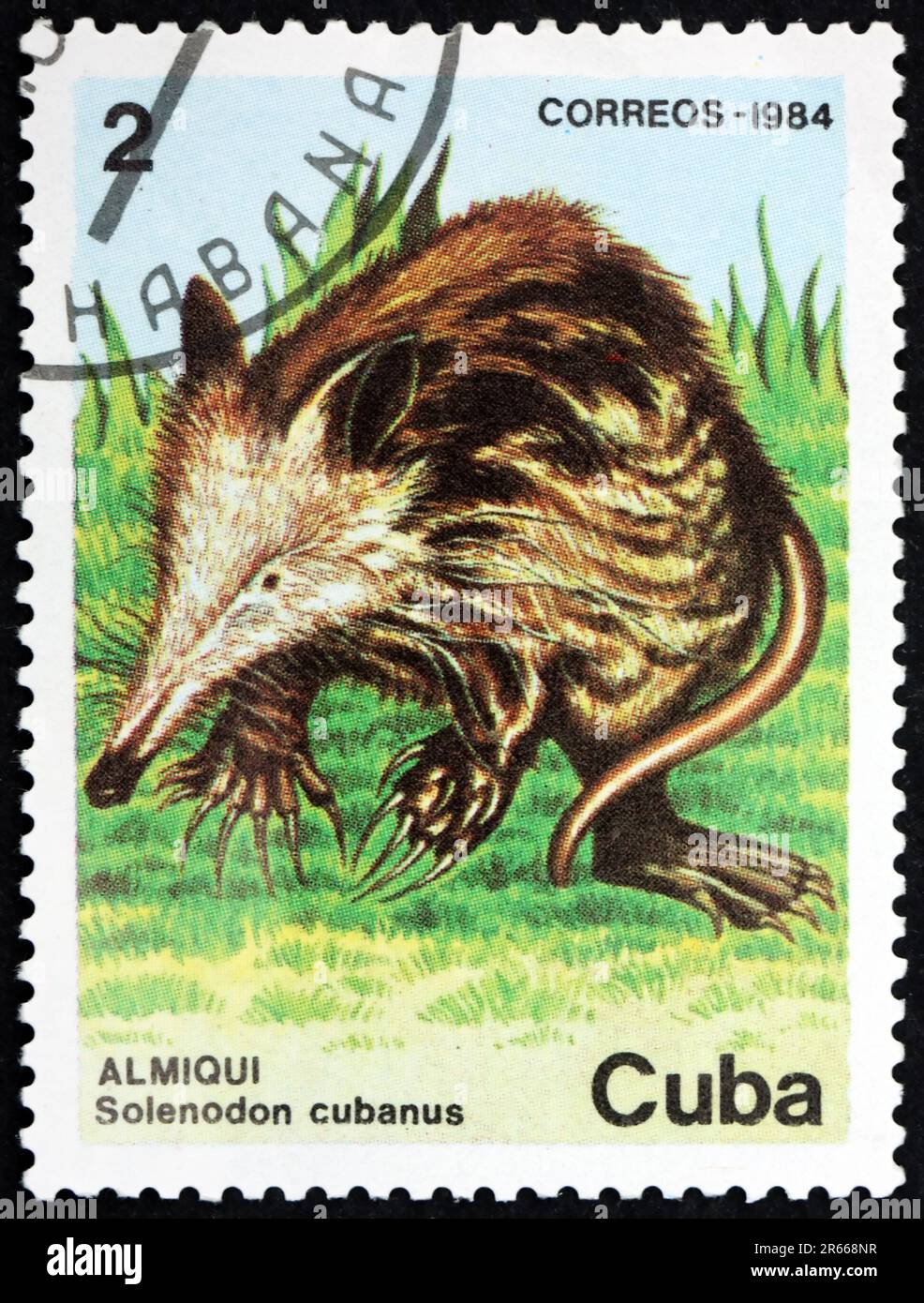 CUBA - CIRCA 1984: a stamp printed in Cuba shows Cuban solenodon, atopogale cubana, is a small, furry mammal endemic to Cuba, circa 1984 Stock Photo