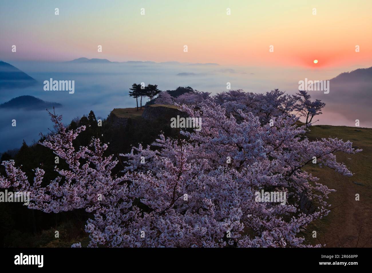 Sea of clouds and cherry blossoms at Takeda Castle Stock Photo - Alamy