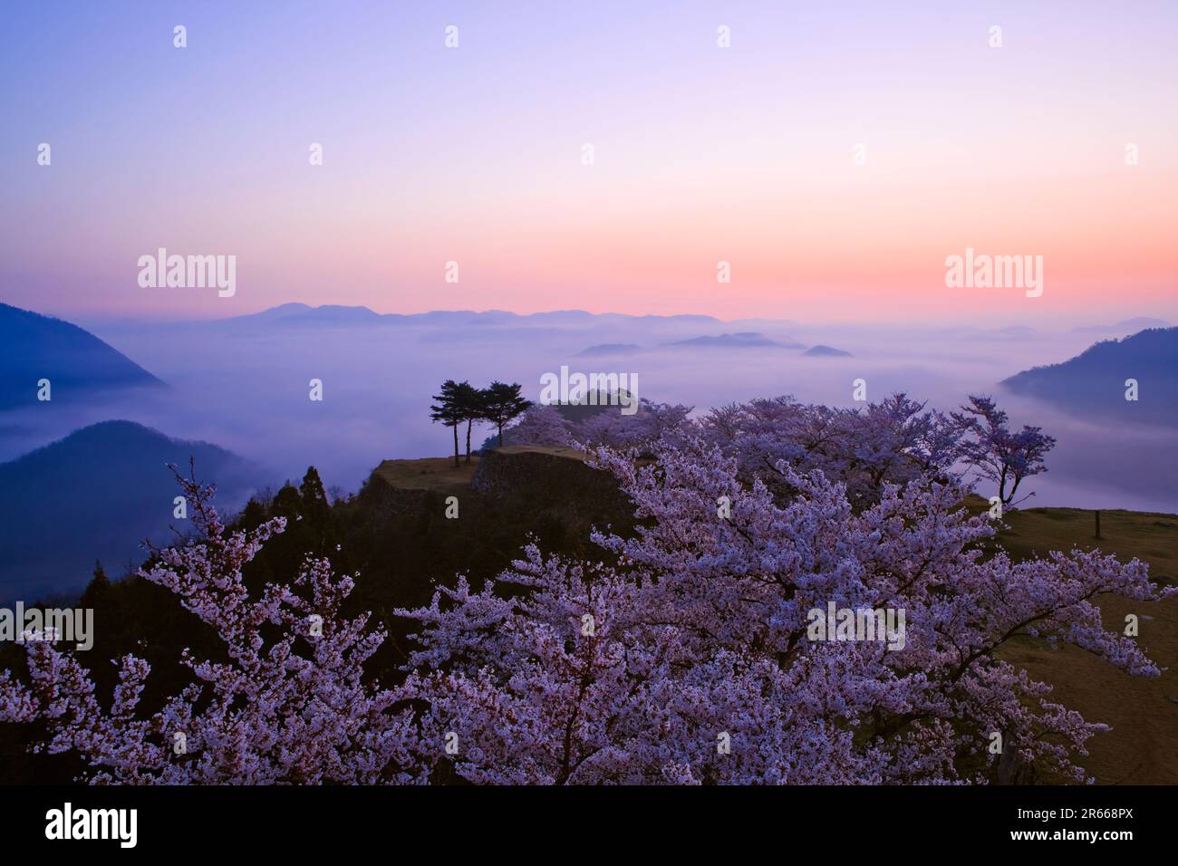 Sea of clouds and cherry blossoms at Takeda Castle Stock Photo - Alamy