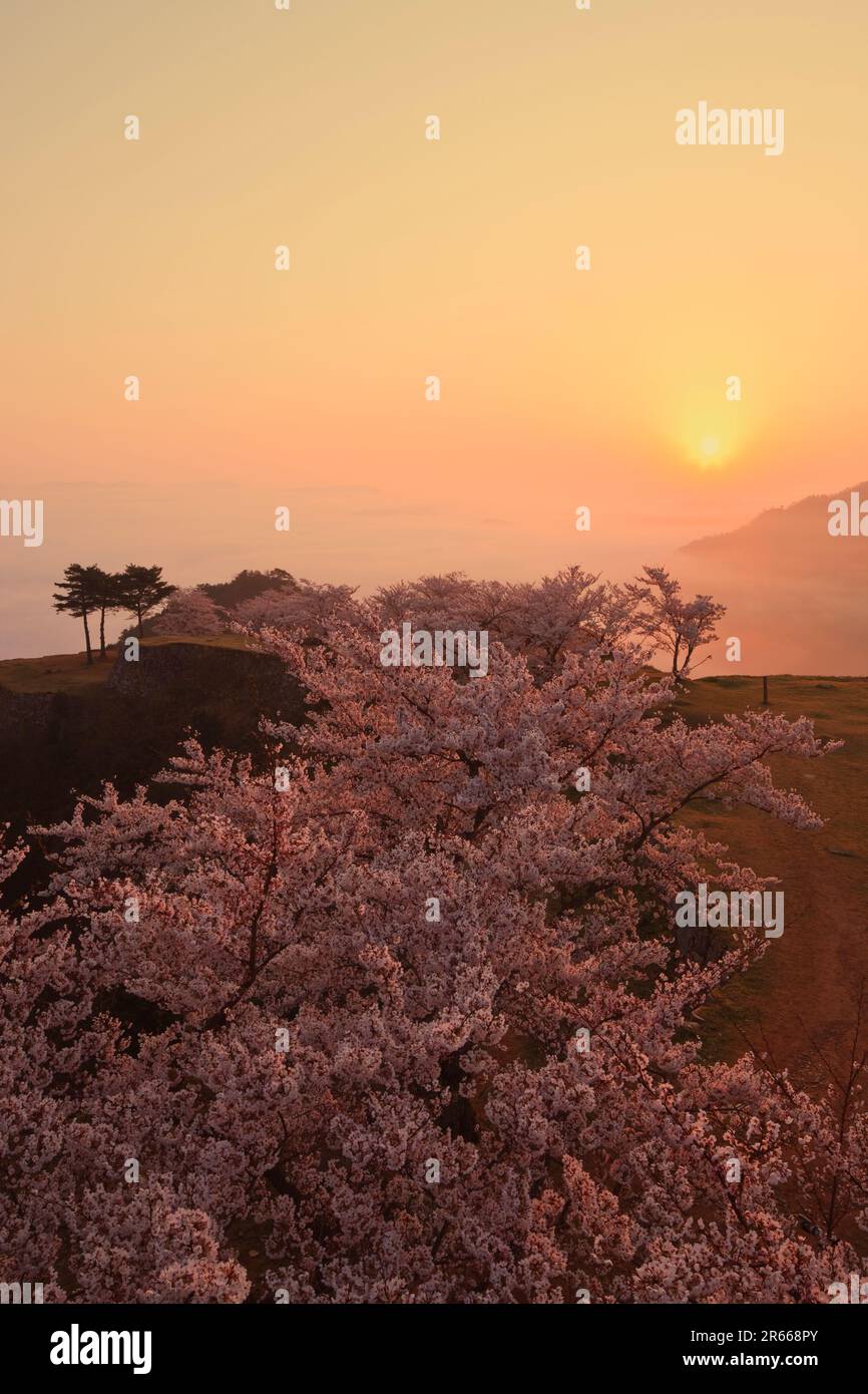 Sea of clouds and cherry blossoms at Takeda Castle Stock Photo - Alamy