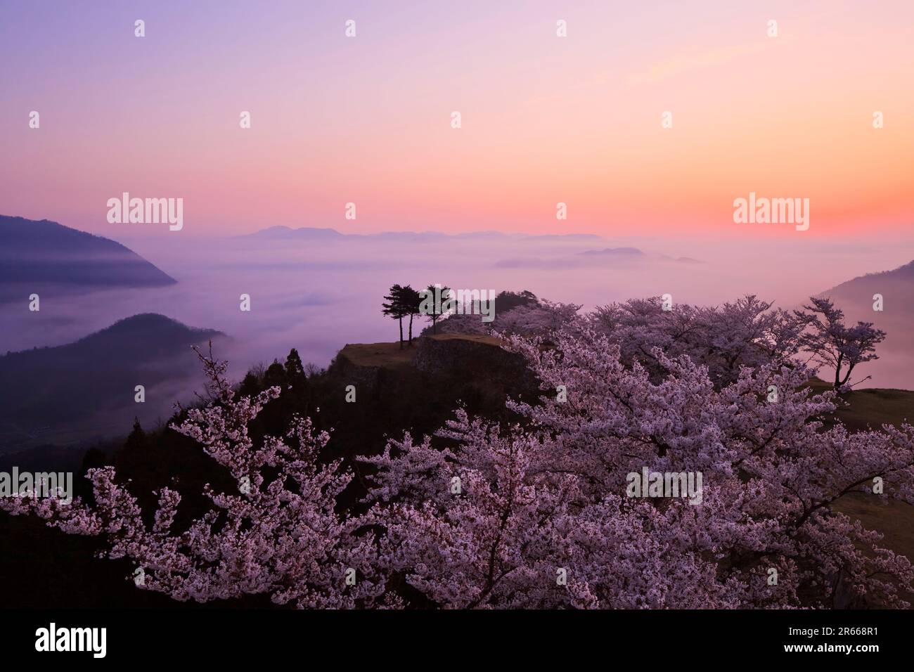 Sea of clouds and cherry blossoms at Takeda Castle Stock Photo - Alamy