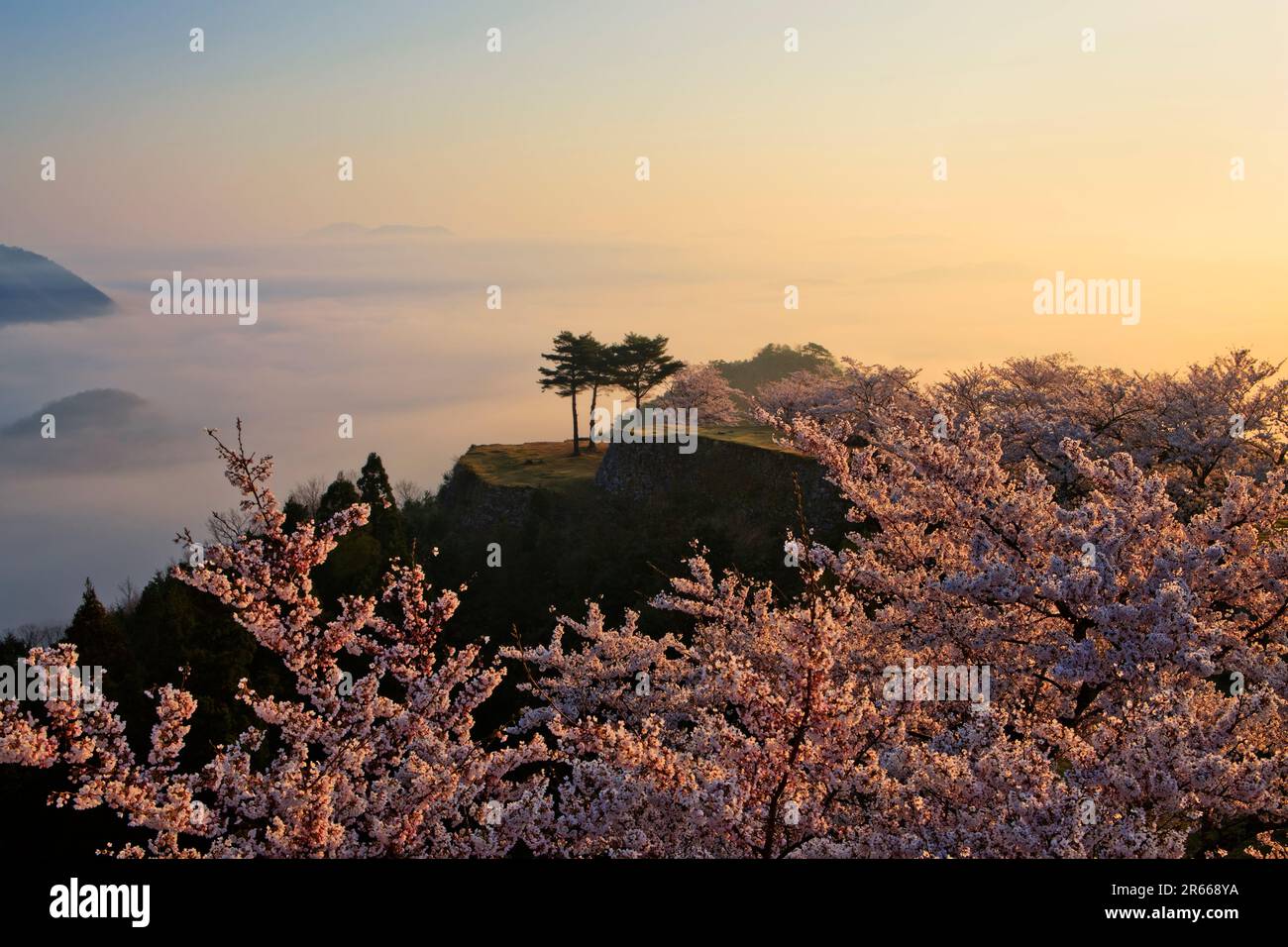 Sea of clouds and cherry blossoms at Takeda Castle Stock Photo - Alamy
