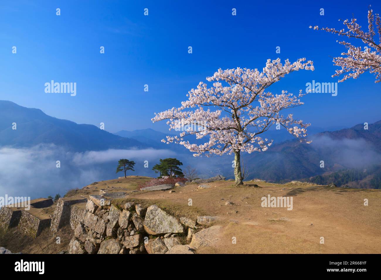Sea of clouds and cherry blossoms at Takeda Castle Stock Photo - Alamy