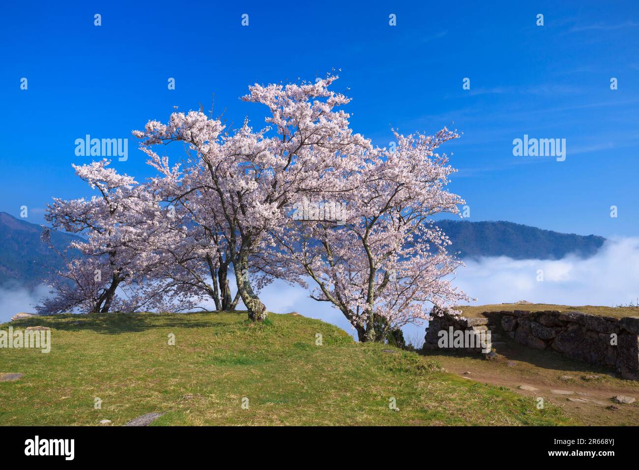 Sea of clouds and cherry blossoms at Takeda Castle Stock Photo - Alamy