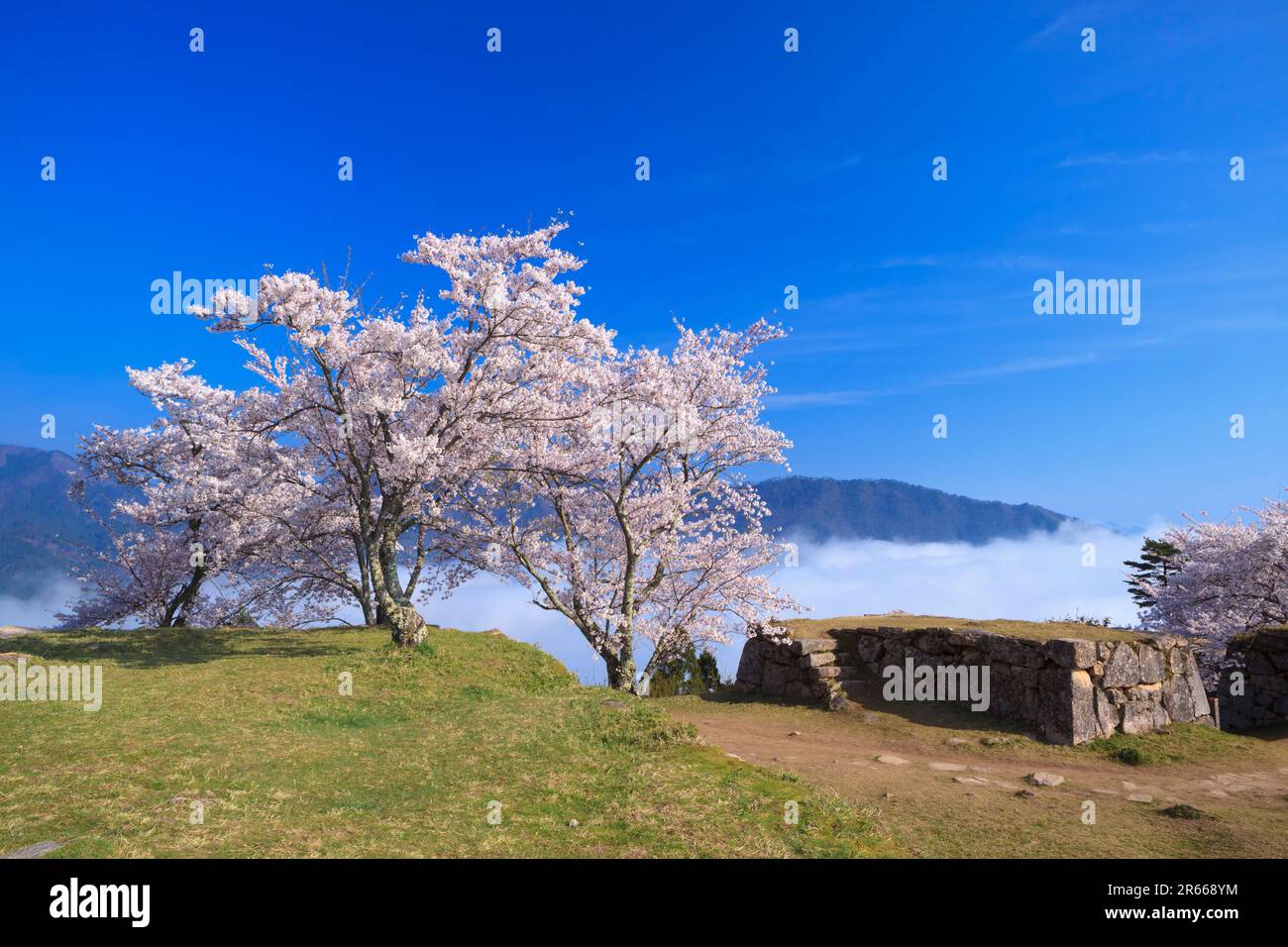 Sea of clouds and cherry blossoms at Takeda Castle Stock Photo - Alamy