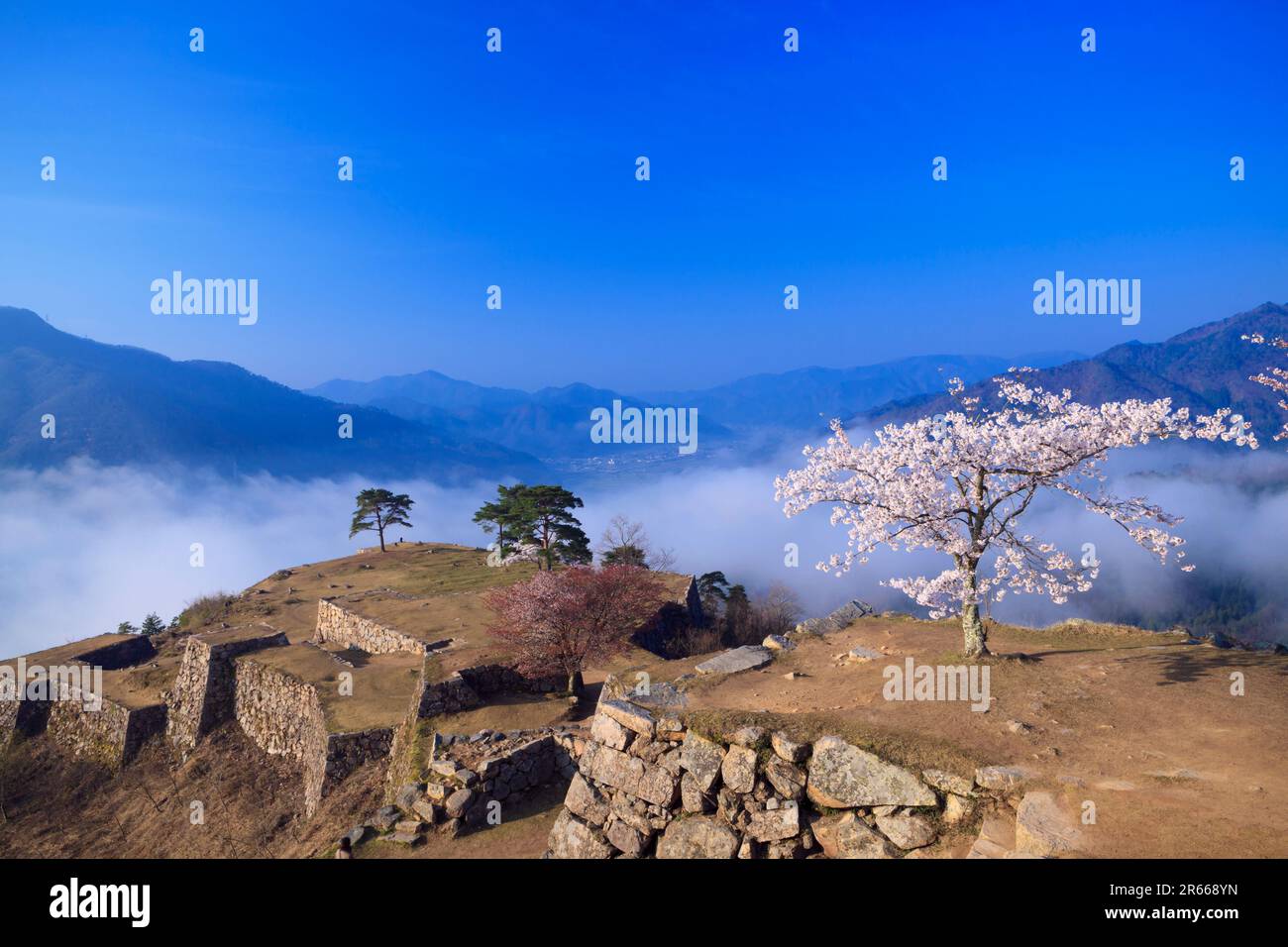 Sea of clouds cherry blossoms hi-res stock photography and images - Alamy