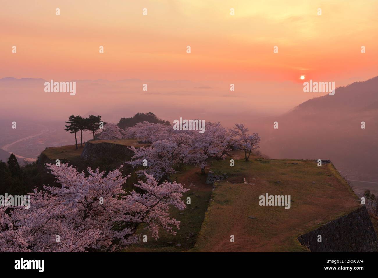 Sea of clouds and cherry blossoms at Takeda Castle Stock Photo - Alamy