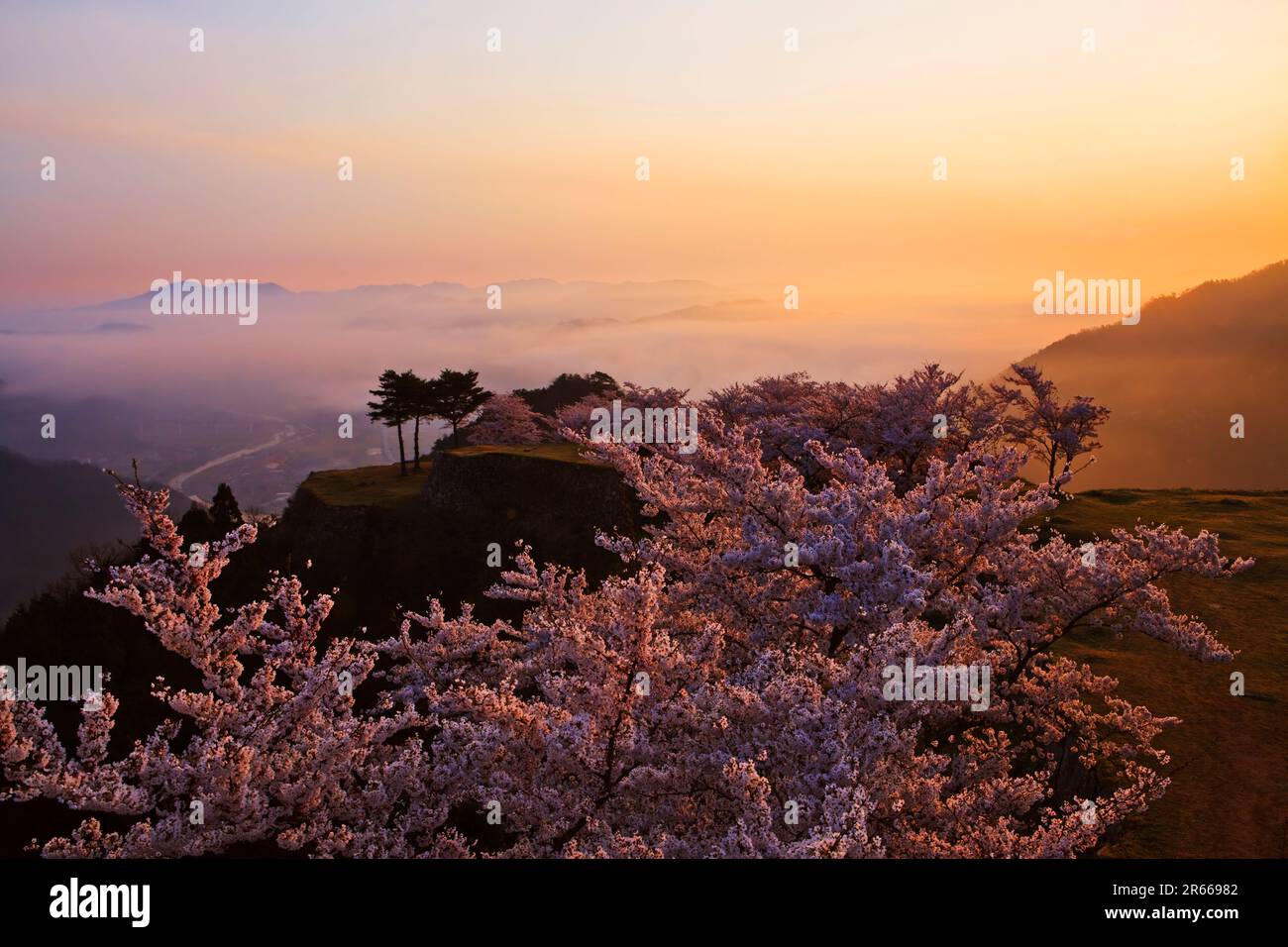 Sea of clouds and cherry blossoms at Takeda Castle Stock Photo - Alamy