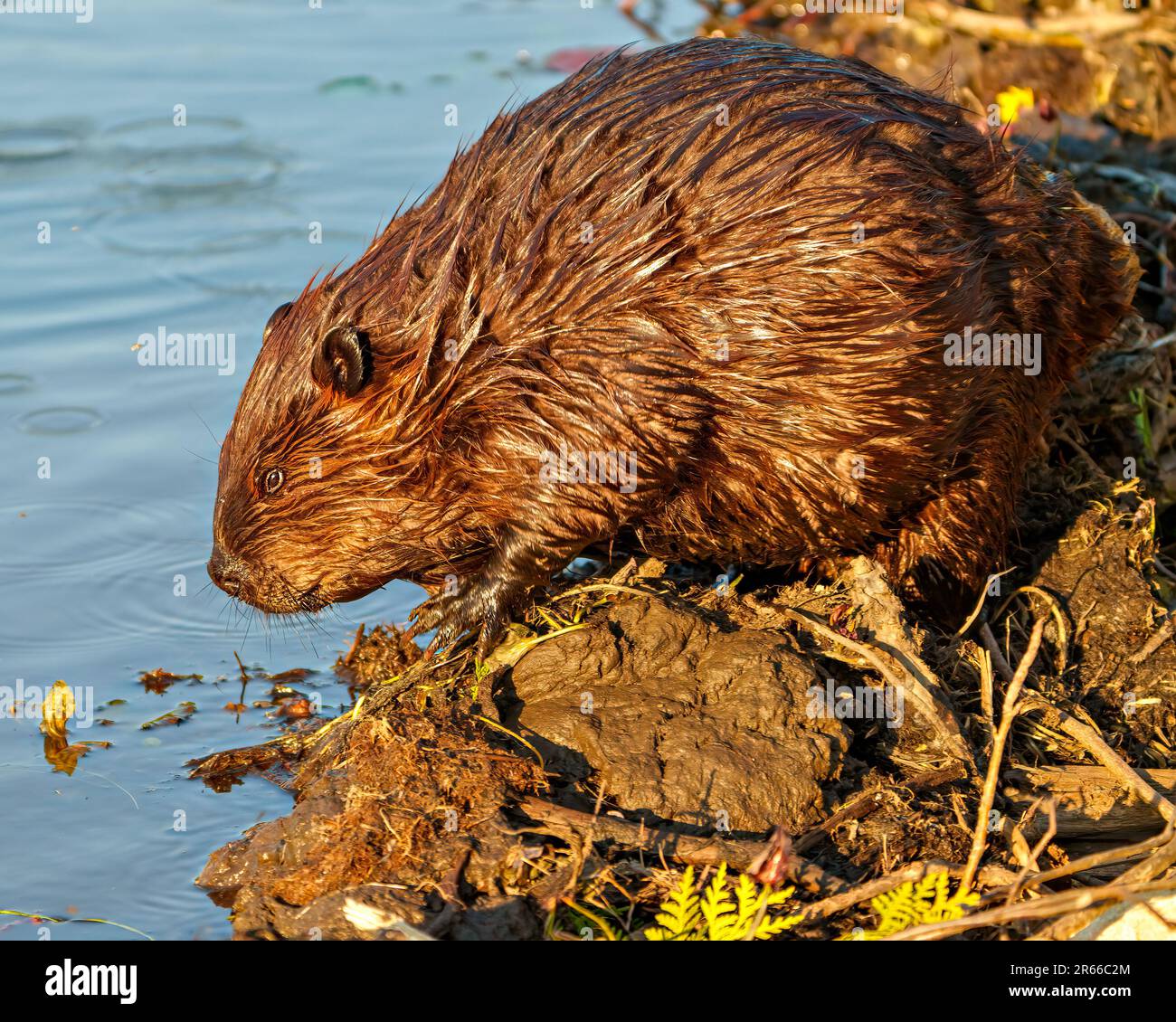 Beaver closeup side view building a beaver dam in a water stream flow
