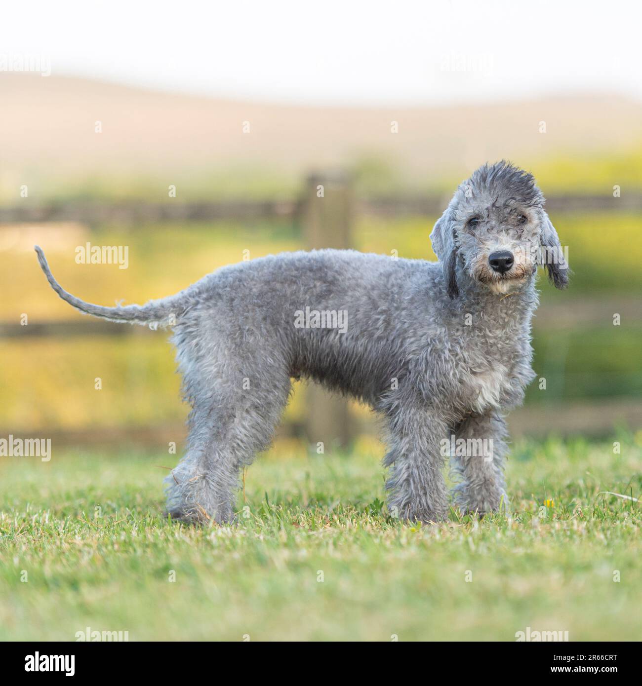 Terrier Puppy Bedlington Terrier Poodle Bedlington Terrier Puppies