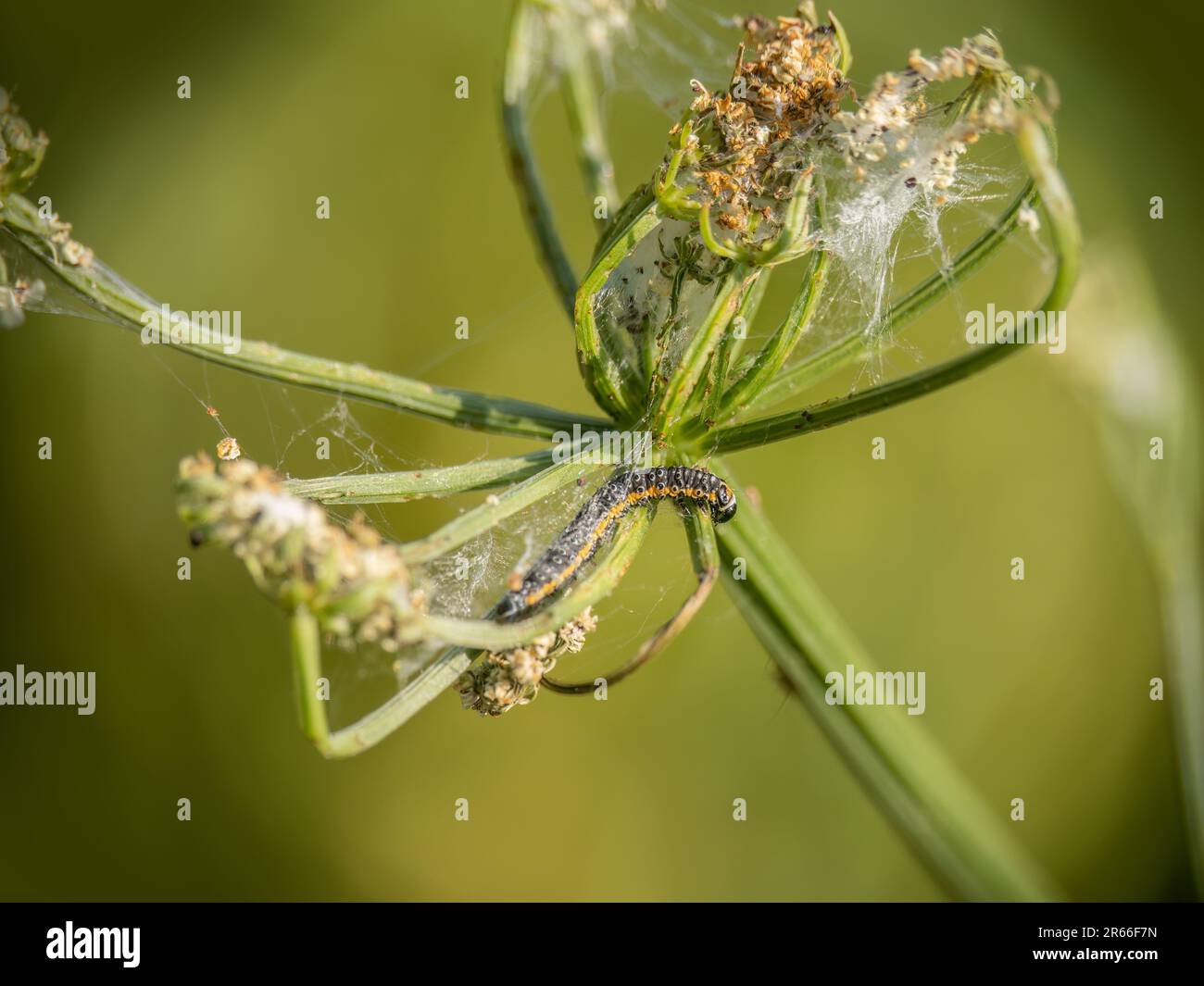 Depressaria daucella moth caterpillar larva feeding on water dropwort. Stock Photo