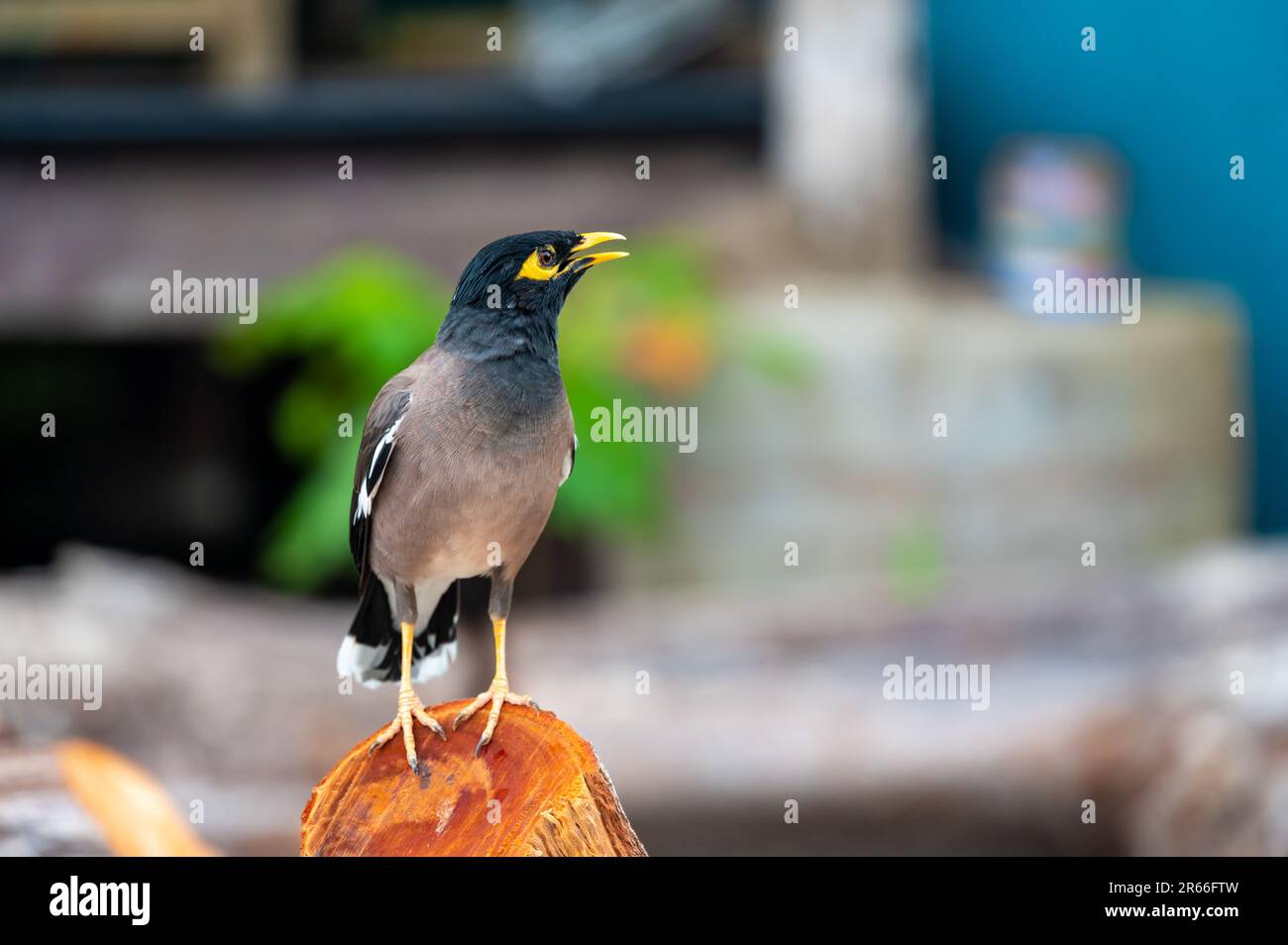 Common Myna bird, latin name Acridotheres Tristis Tristis, is sitting on the trunk. Bamboo island, Thailand. Stock Photo