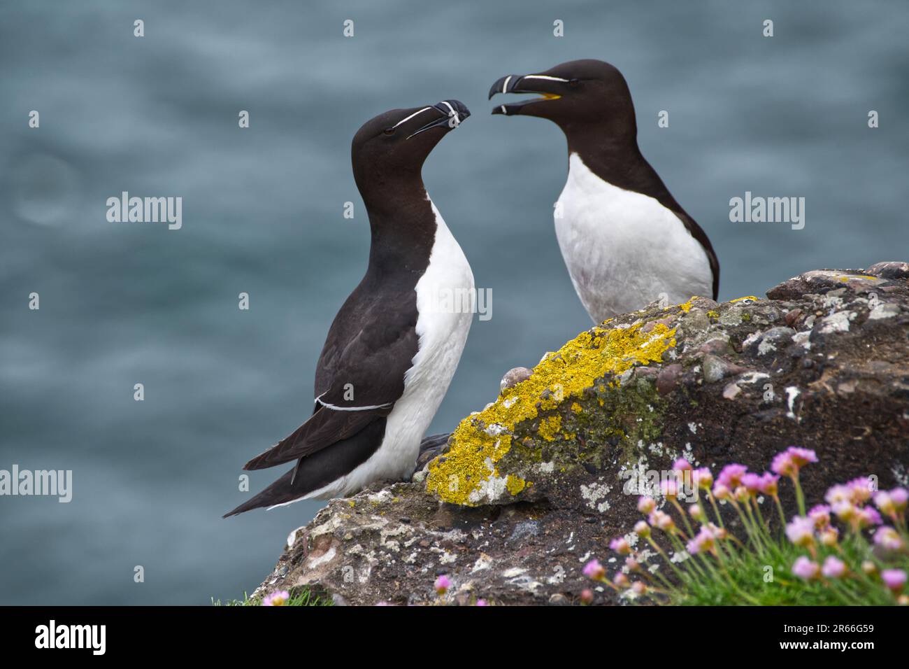 Razorbill couple on cliff edge hi-res stock photography and images - Alamy