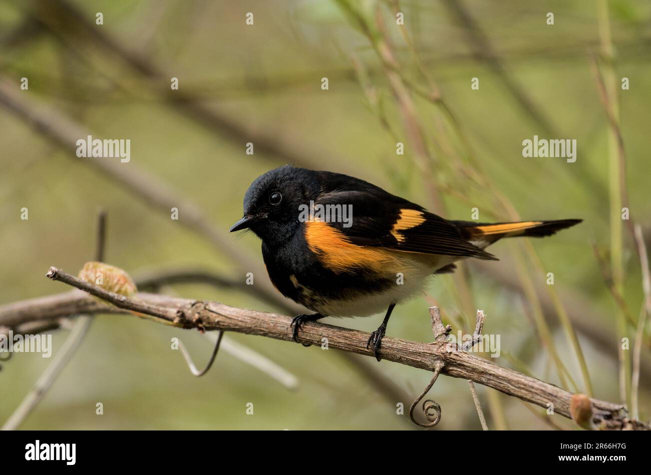 Closeup of male American Redstart perching on a branch during spring migration, Ontario, Canada Stock Photo