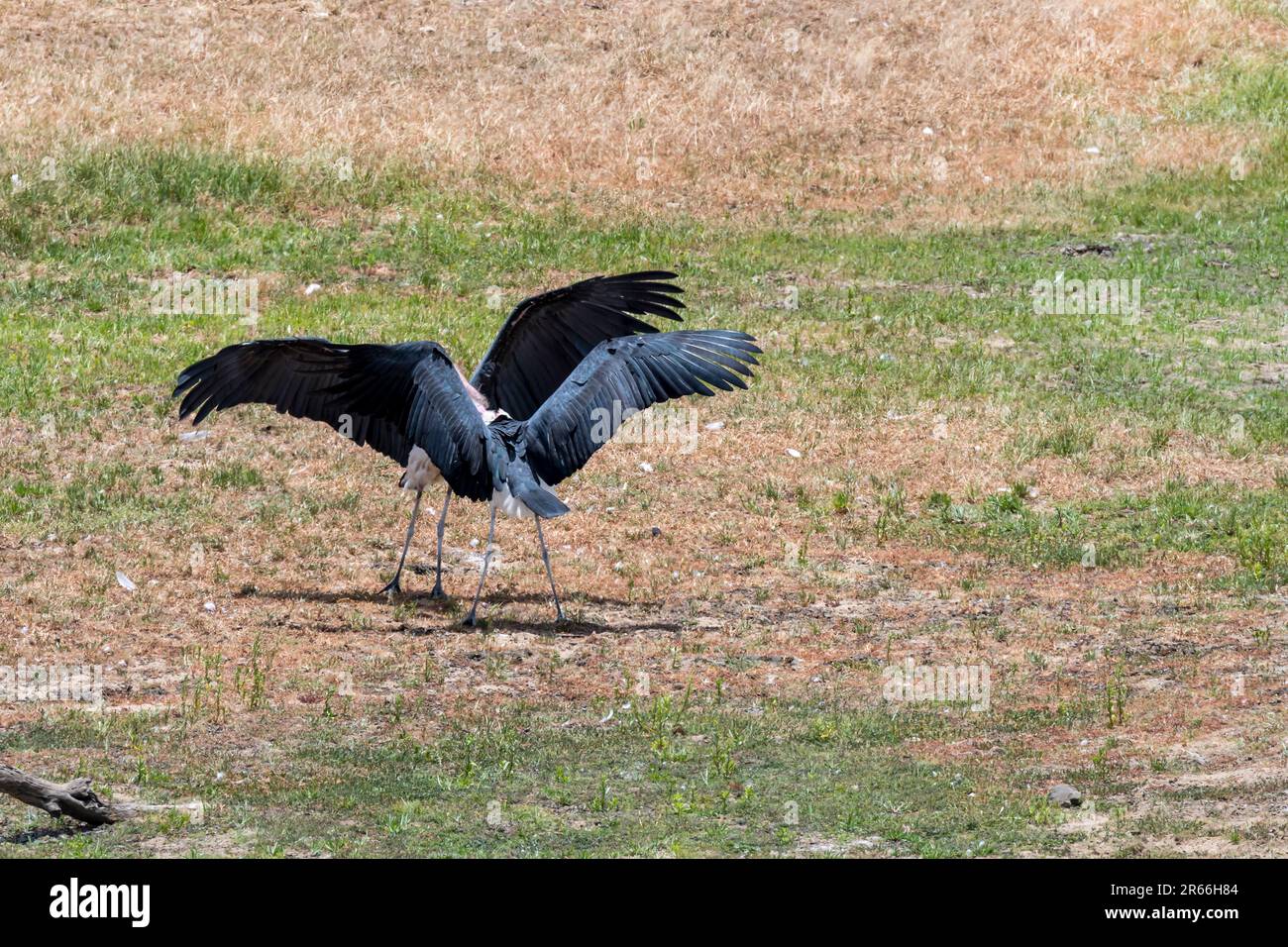 lake shore with two Marabou stork confronting with spreaded wings, shot  in bright summer light, Kruger park, Mpumalanga, South Africa Stock Photo