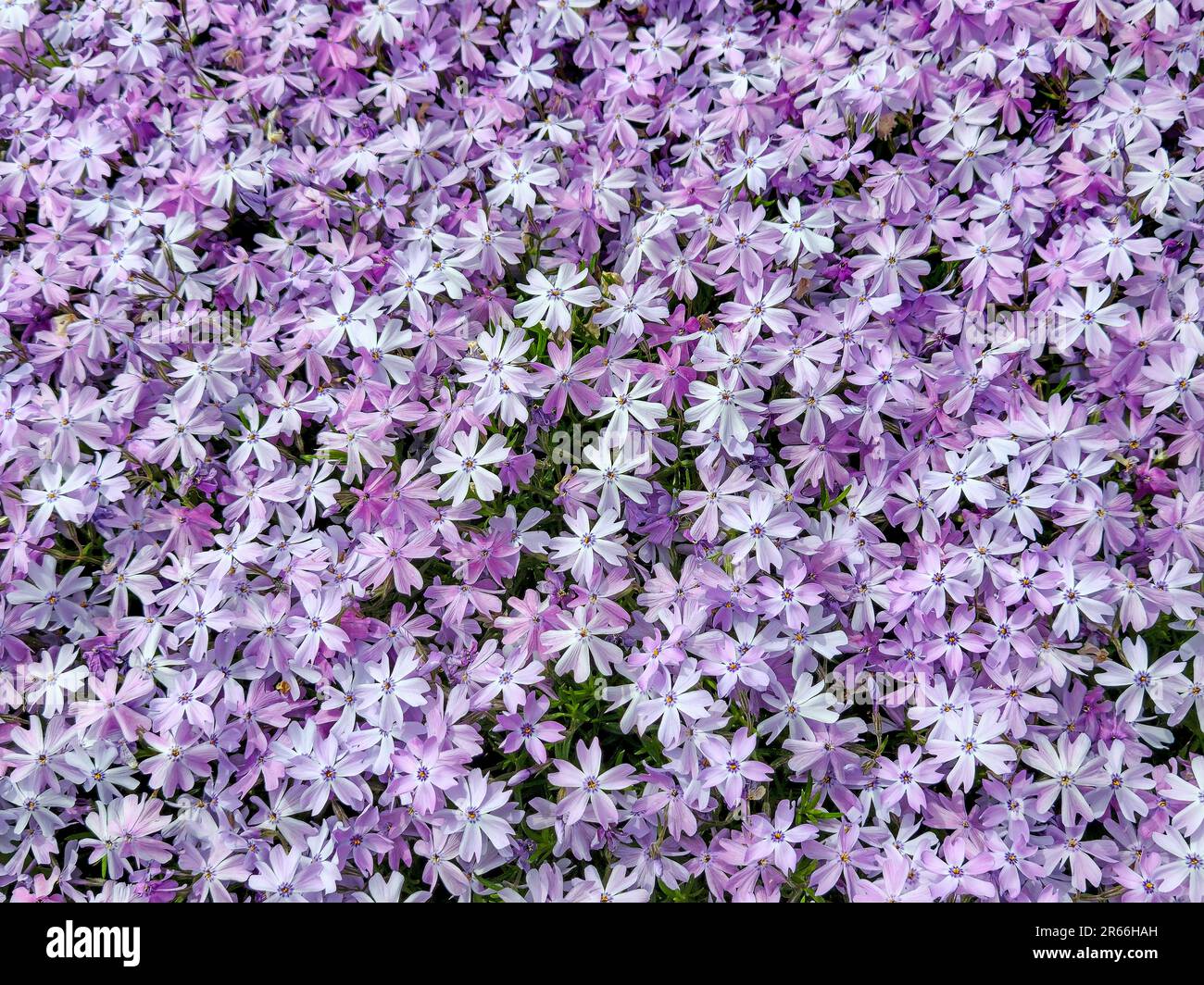 Purple phlox blossoms in a summer garden Stock Photo
