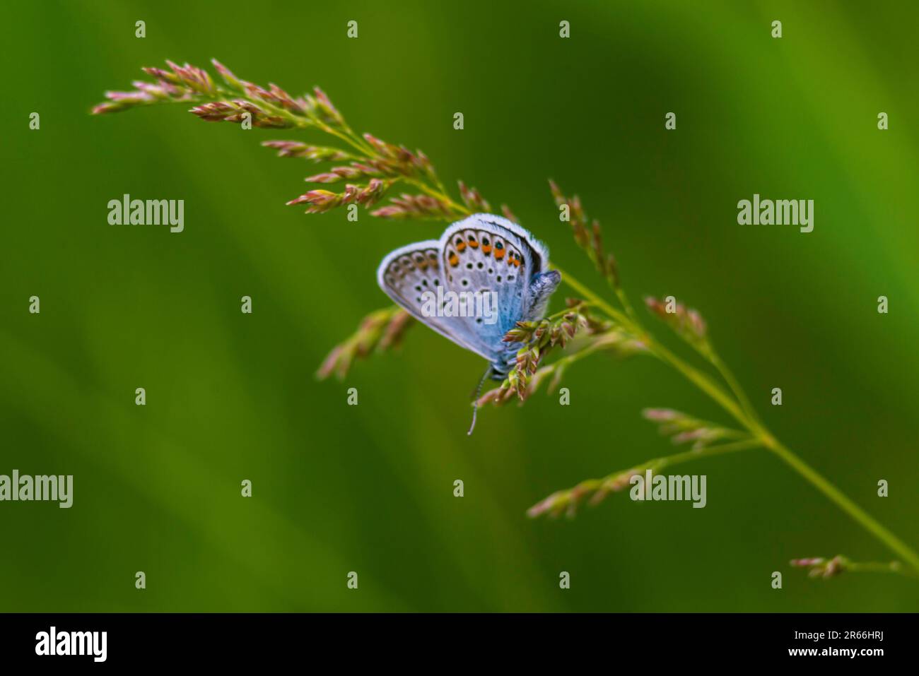 The common blue butterfly (Polyommatus icarus) is a butterfly in the family Lycaenidae  beautiful blurred green background field. summer  Poa pratensi Stock Photo