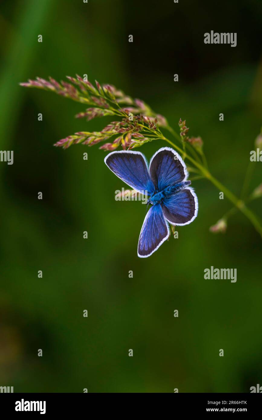 The common blue butterfly (Polyommatus icarus) is a butterfly in the family Lycaenidae  beautiful blurred green background field. summer  Poa pratensi Stock Photo