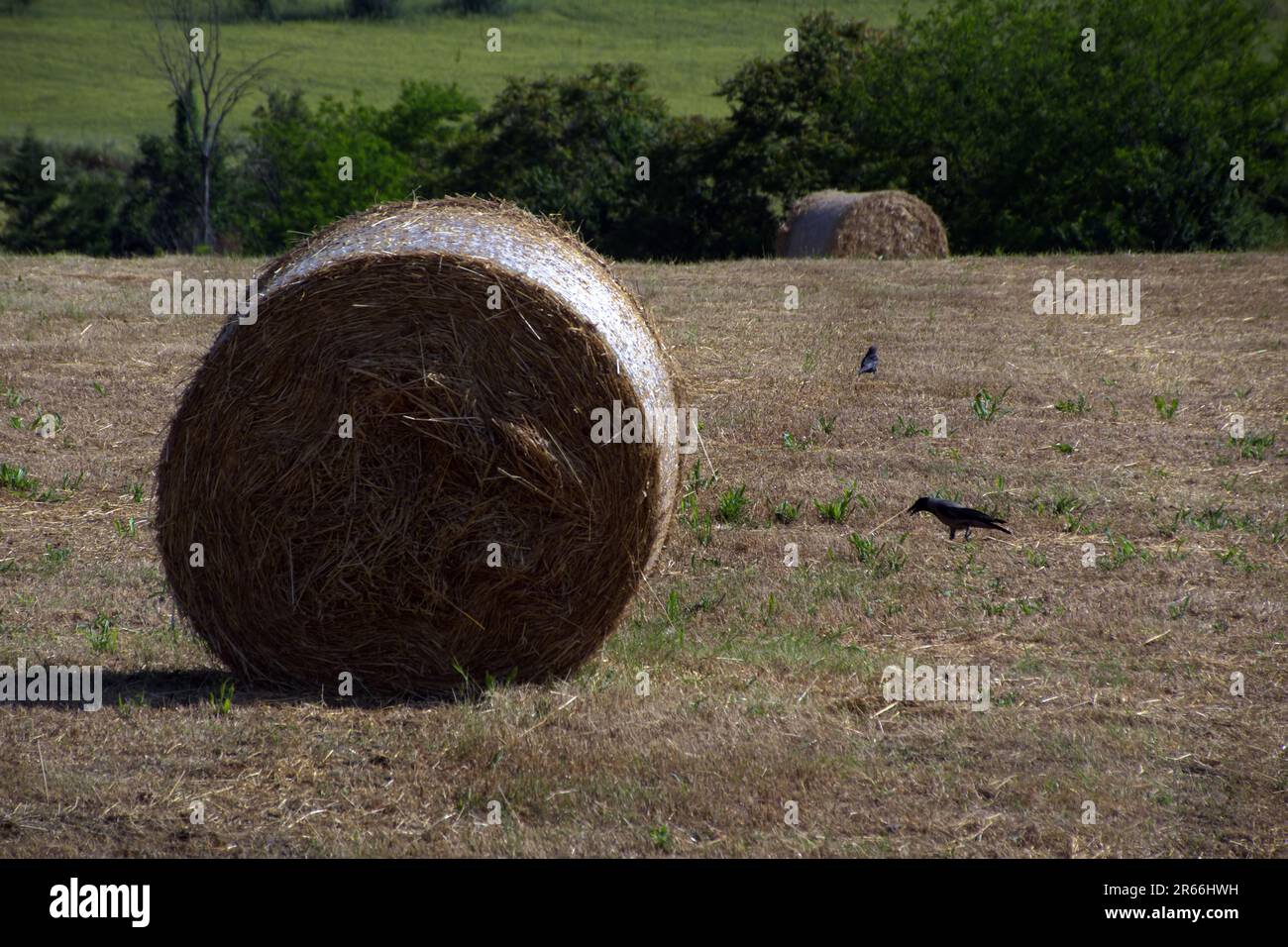 balle di paglia in un campo Stock Photo