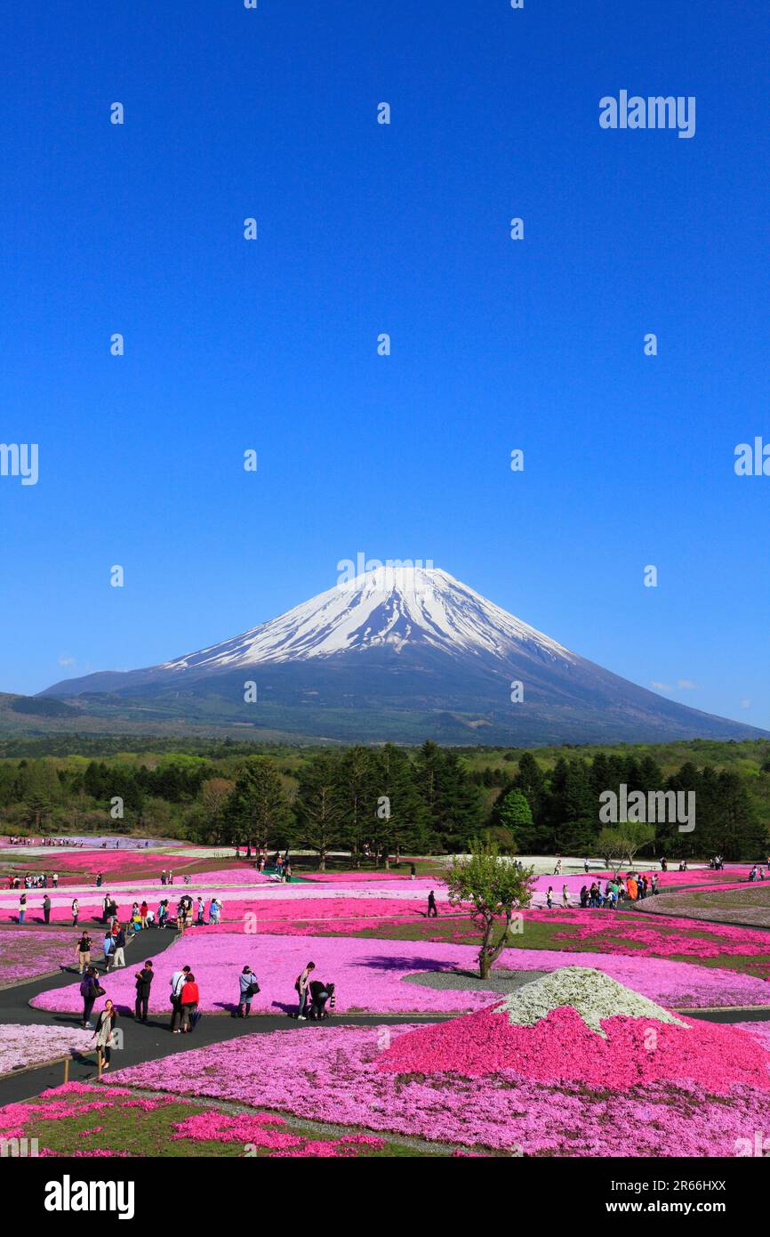 Shiba-zakura at Mt. Fuji Motosuko Resort and Mt.Fuji Stock Photo - Alamy