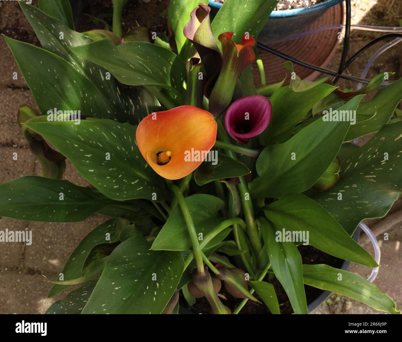 Top down view of Calla Lily plants with an orange and yellow and purple