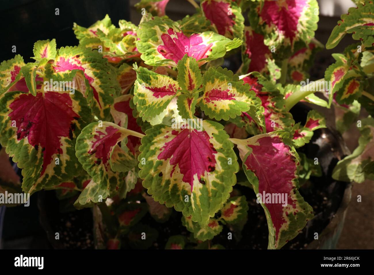 A potted Coleus plant with pink, yellow and green serrated leaves Stock Photo