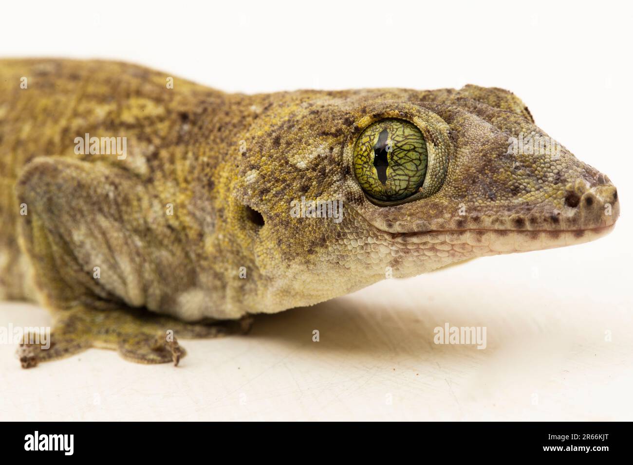 The Halmahera Giant Gecko (Gehyra marginata) Ternate dtella isolated on  white background Stock Photo - Alamy