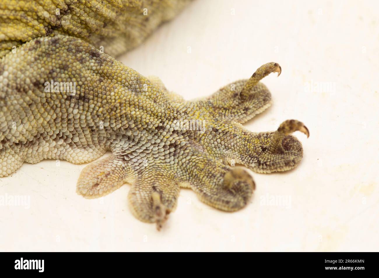 The Halmahera Giant Gecko (Gehyra marginata) Ternate dtella isolated on