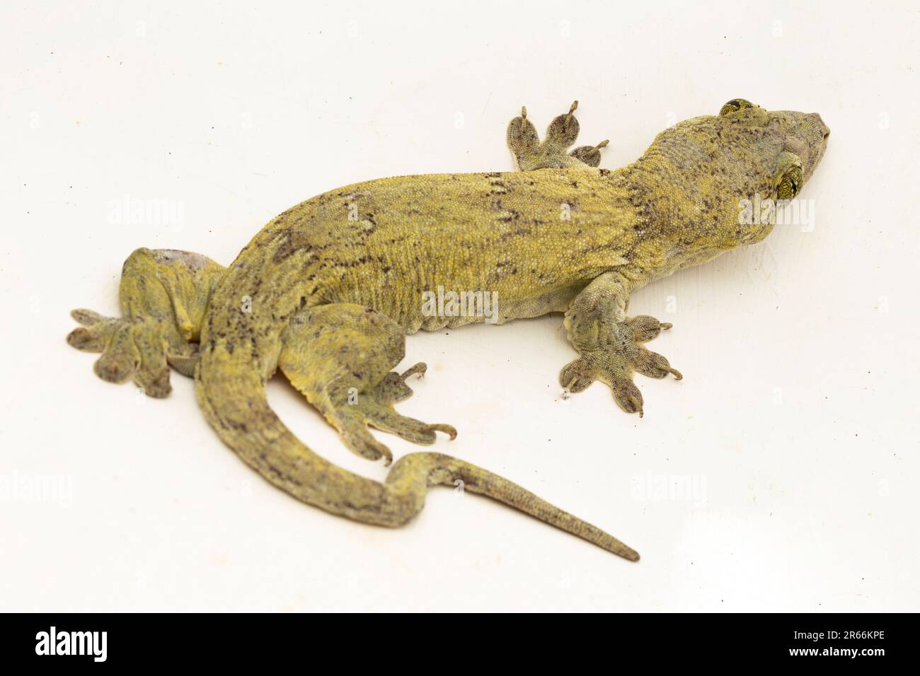 The Halmahera Giant Gecko (Gehyra marginata) Ternate dtella isolated on