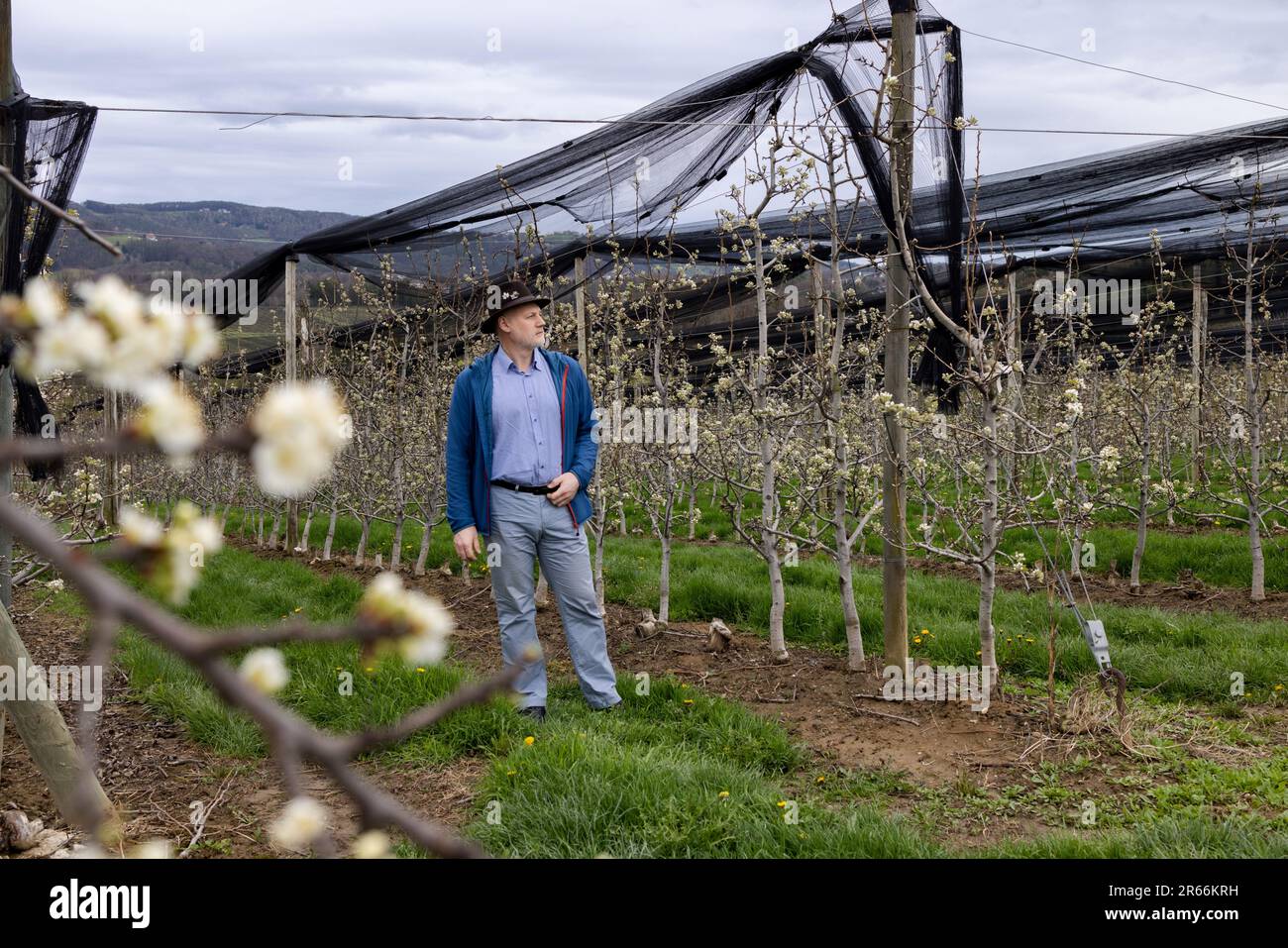 The owner of an apple plantation in Styria bypasses his possessions. A middle-aged man in a blue suit and a brown hat Stock Photo