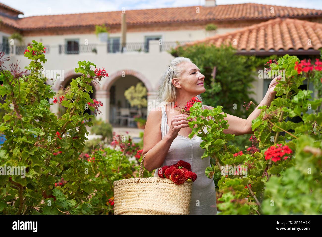 Senior woman picking flowers in summer villa garden Stock Photo