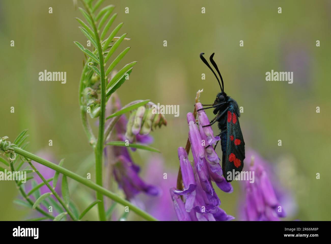 Natural closeup on the colorful and diurnal Narrow-bordered Five-spot Burnet moth , Zygaena lonicerae on purple Vetch Stock Photo