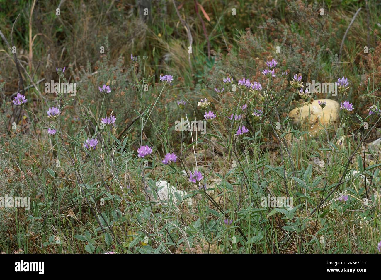 Natural wide angle closeup on the purple flower of the Arabian pea, Bituminaria bituminosa Stock Photo