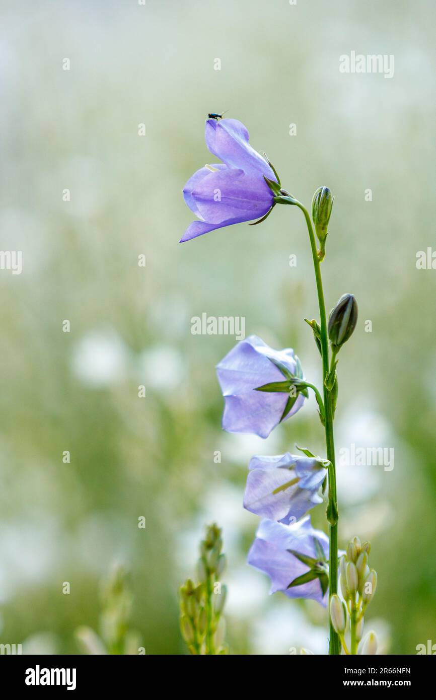 A peach leaved bellflower on a meadow Stock Photo