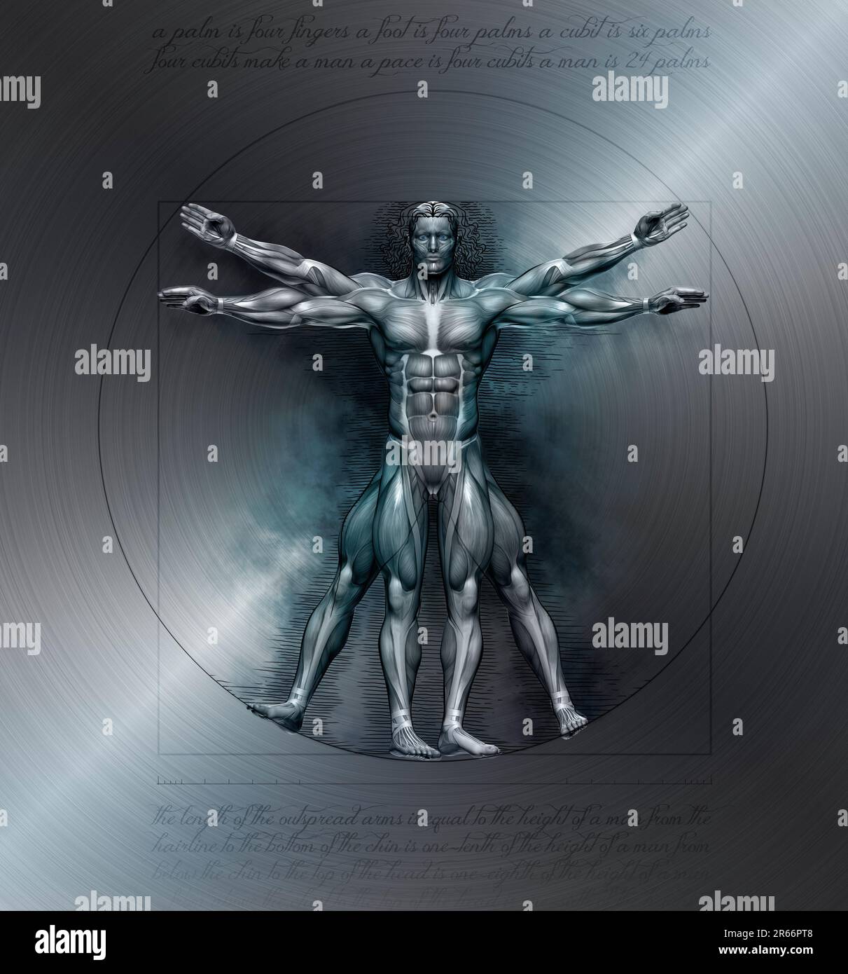 Muscles of a vitruvian man for study Stock Photo