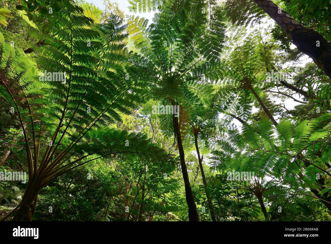 Yanbaru Forest Stock Photo