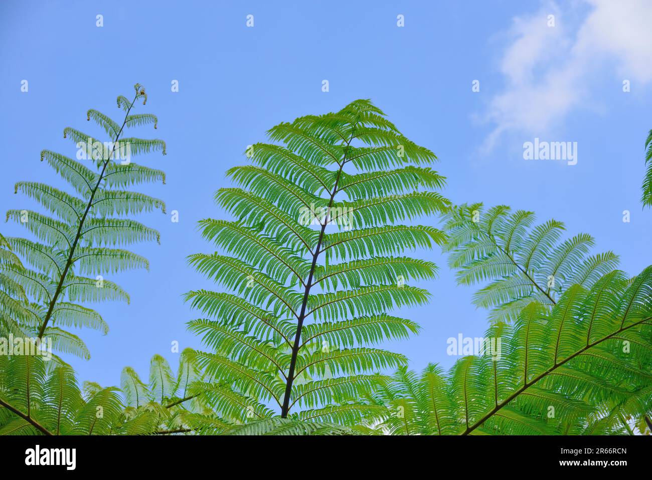 Subtropical Forest Stock Photo