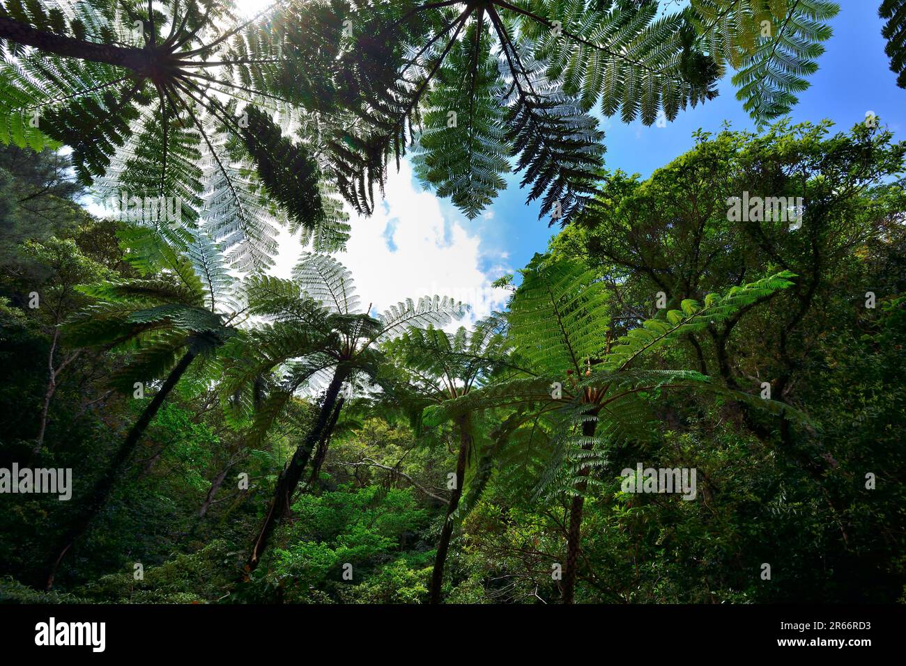 Subtropical Forest Stock Photo