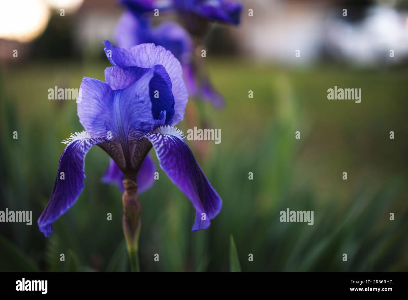 A closeup of purple Japanese iris flowers growing in the garden Stock Photo