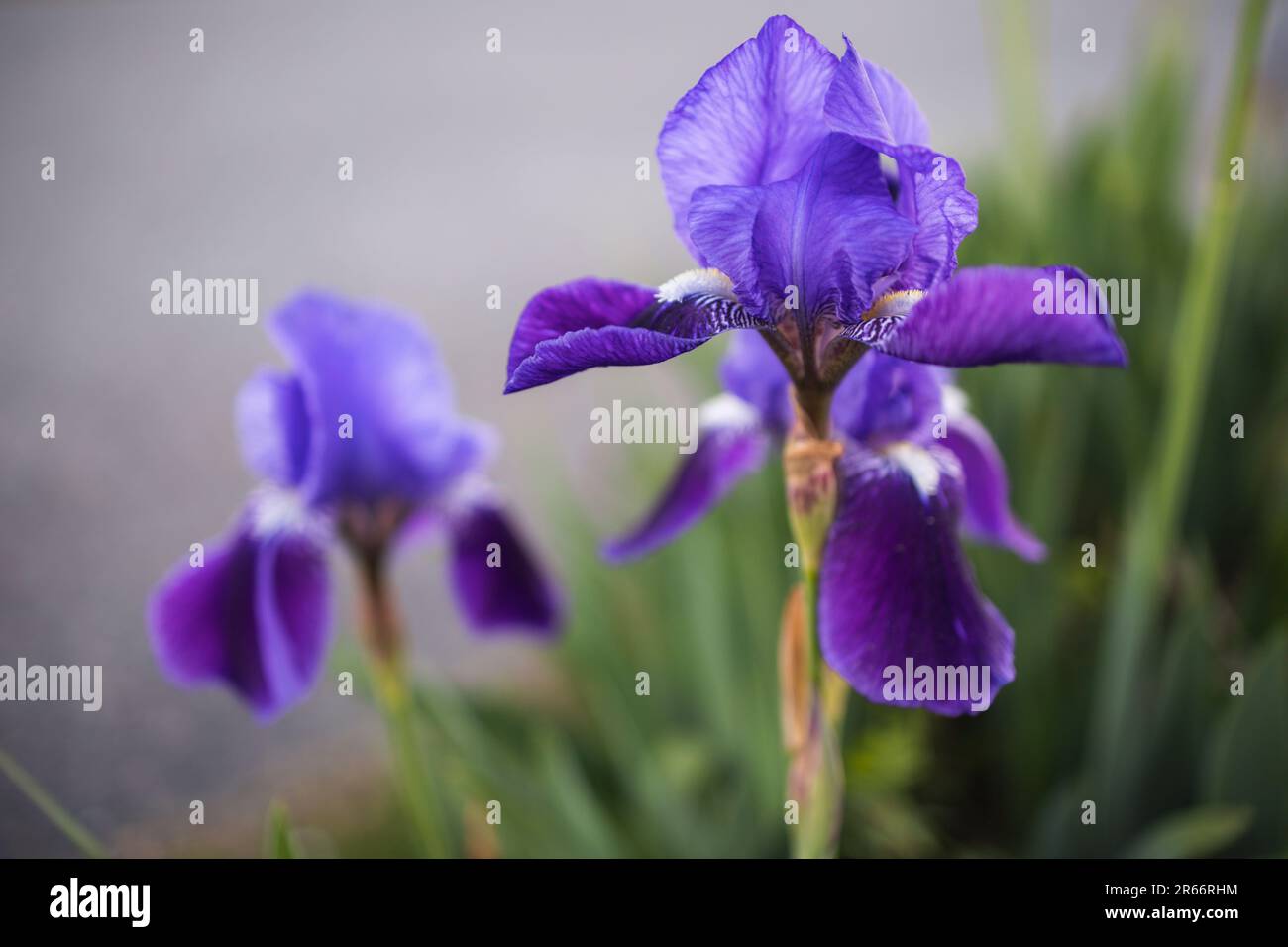 A closeup of purple Japanese iris flowers growing in the garden Stock Photo
