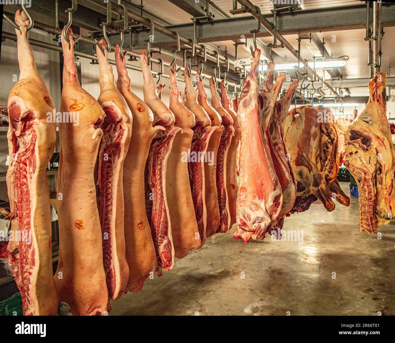 Raw meat hanging from meat hooks in a … – License Images – 10273884 ❘  StockFood