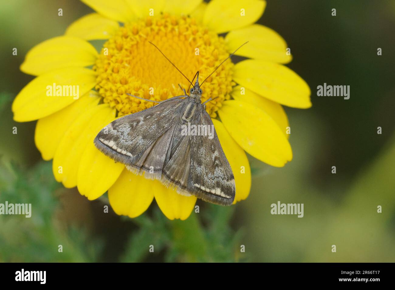 Natural closeup on the diurnal Beet webworm crambid moth, Loxostege sticticalis sitting on a yellow flower Stock Photo