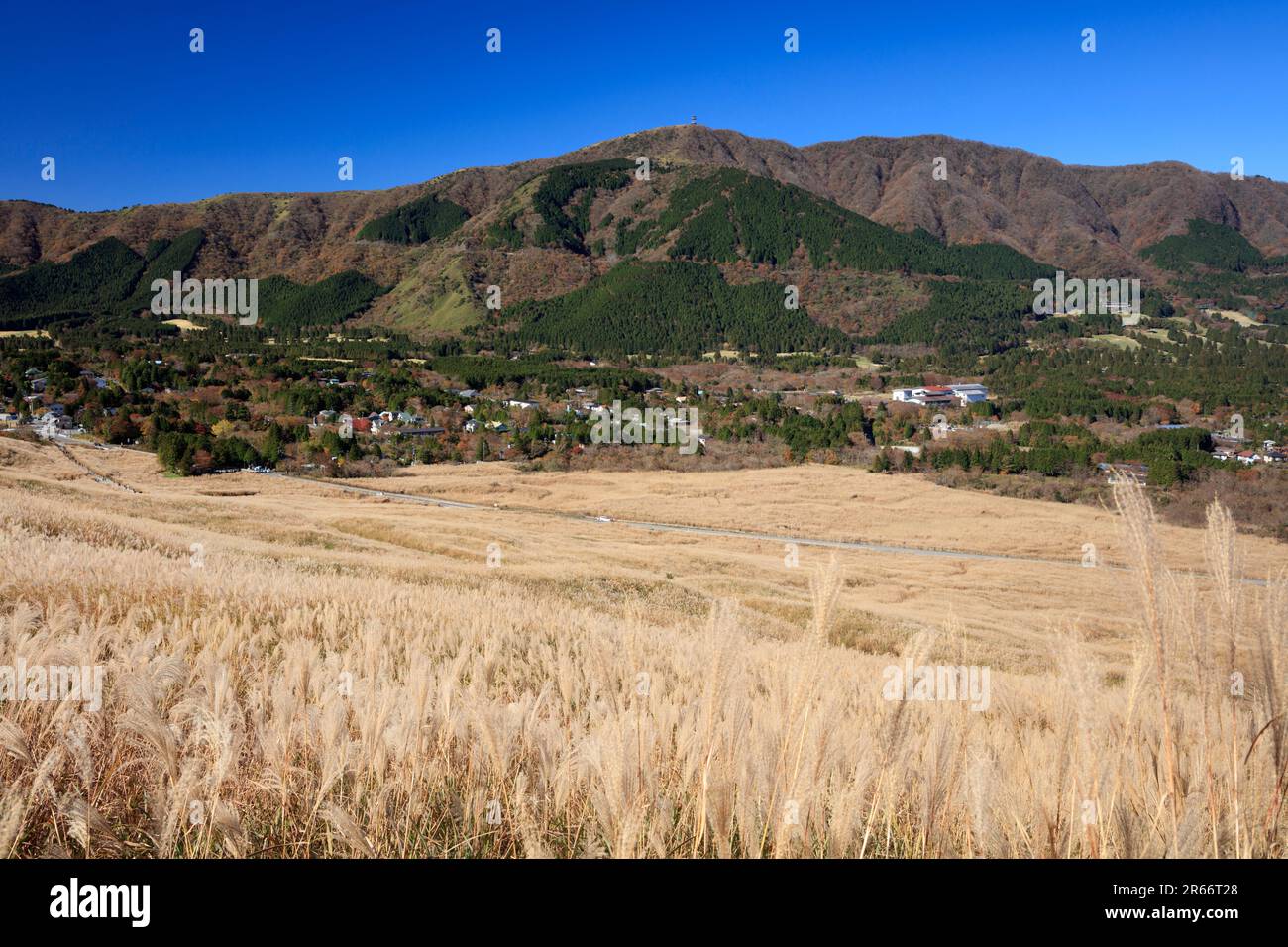 Miscanthus in Sengokuhara Stock Photo - Alamy