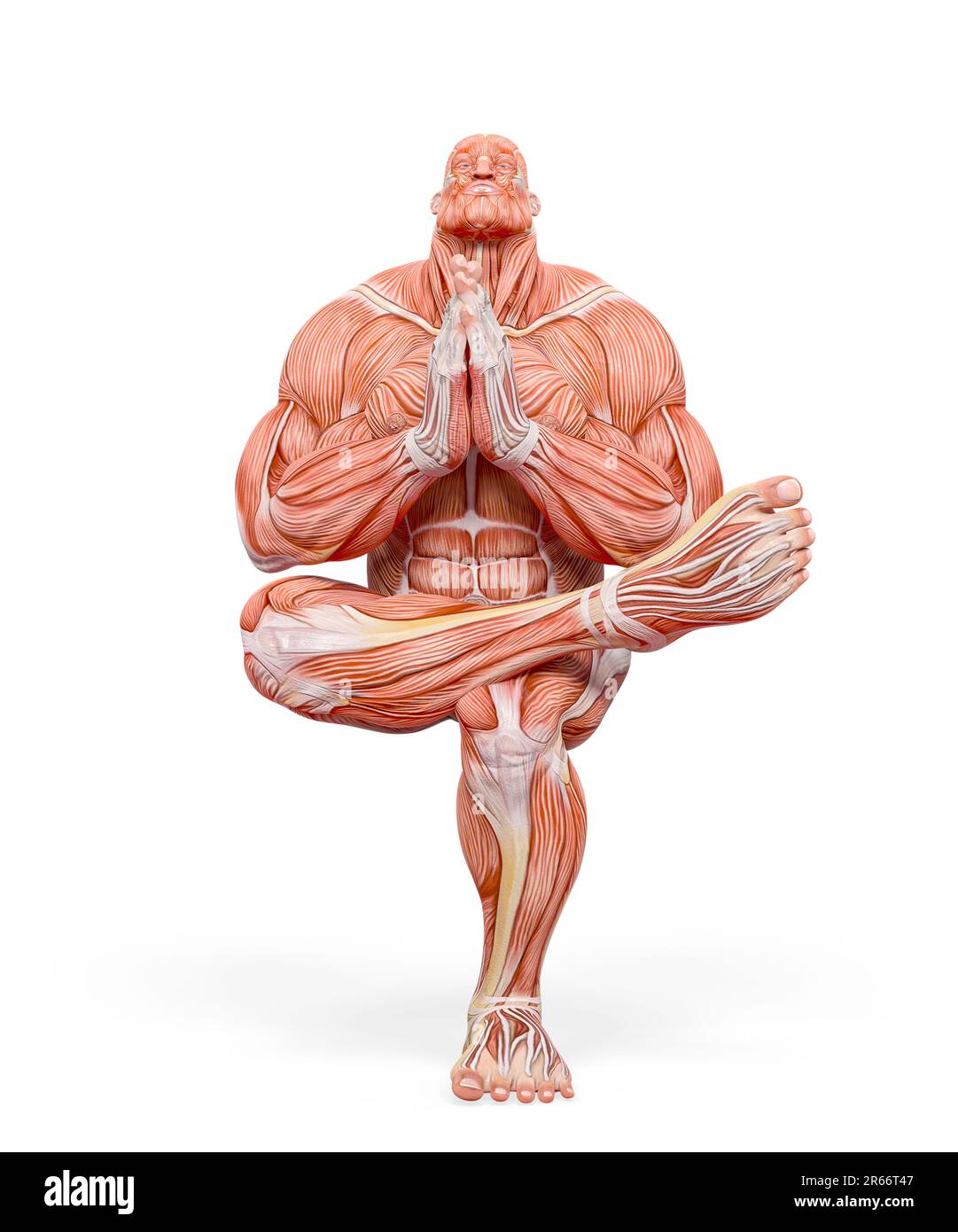 bodybuilder muscle maps is doing - Bodybuilder Muscle Maps Is Doing A Namaste Yoga Pose In White Background 3d Illustration 2R66T47 