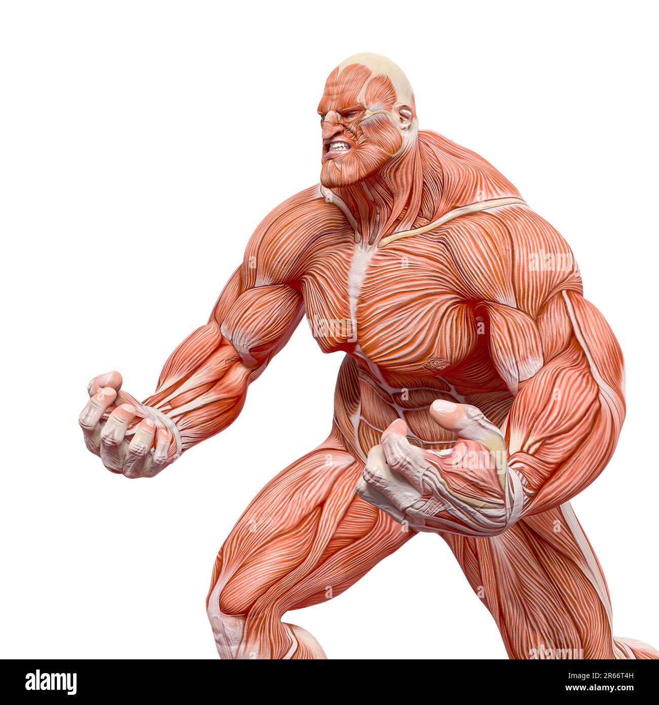 bodybuilder muscle maps is so angry - Bodybuilder Muscle Maps Is So Angry In White Background Side View 3d Illustration 2R66T4H